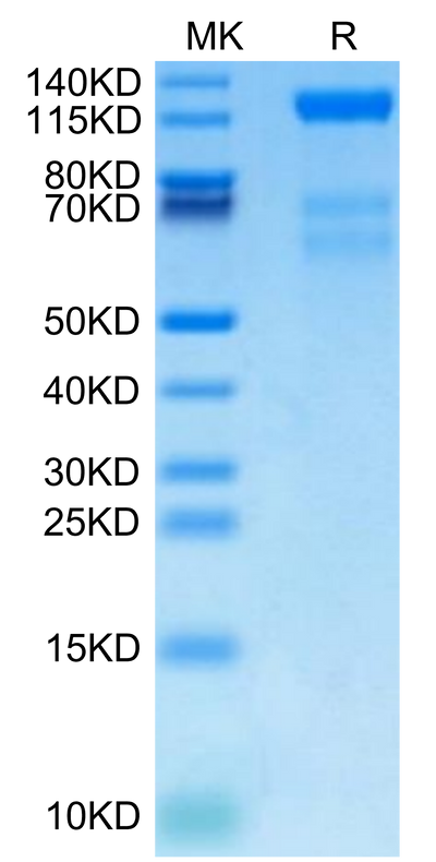 Biotinylated Human VEGF R3 on Tris-Bis PAGE under reduced condition. The purity is greater than 95%.