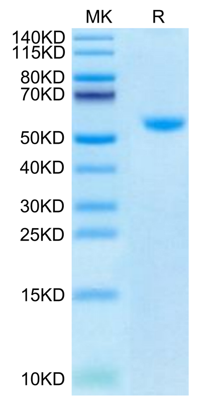 Biotinylated Human CD40 Ligand Trimer on Tris-Bis PAGE under reduced condition. The purity is greater than 95%.
