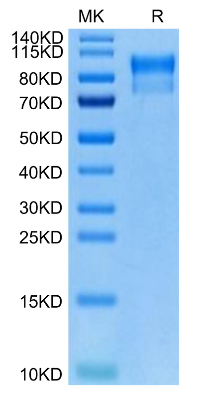 Biotinylated Human Her4 on Tris-Bis PAGE under reduced condition. The purity is greater than 95%.