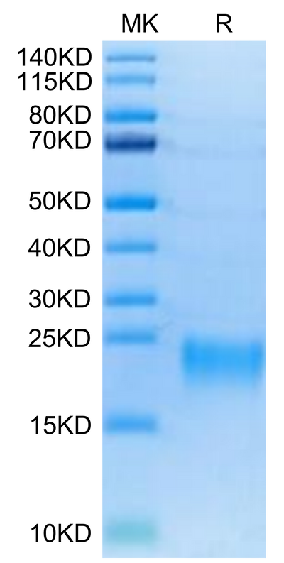 Biotinylated Human BAFFR on Tris-Bis PAGE under reduced conditions. The purity is greater than 95%.