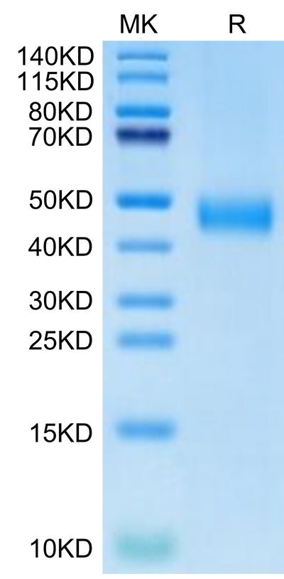 Biotinylated Human CD38 on Tris-Bis PAGE under reduced condition. The purity is greater than 95%.