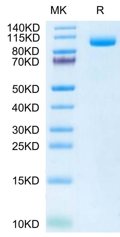 Biotinylated Mouse PSMA on Tris-Bis PAGE under reduced condition. The purity is greater than 95%.