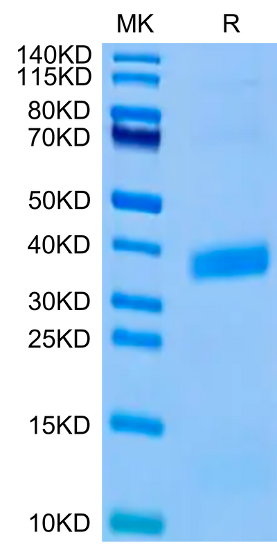 Biotinylated Human APOE3 on Tris-Bis PAGE under reduced condition. The purity is greater than 95%.