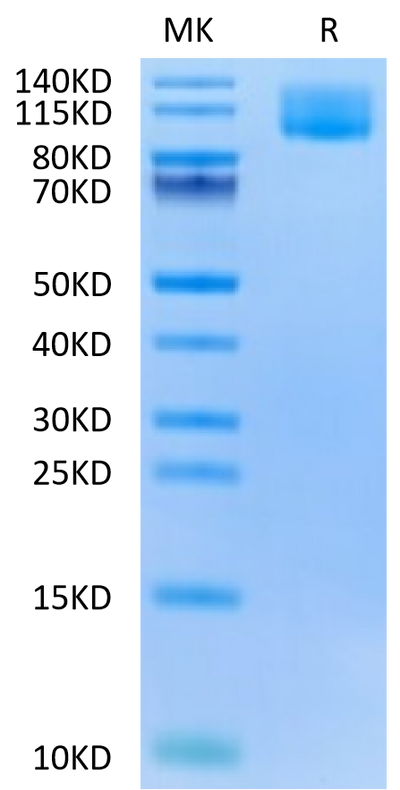 Biotinylated Human CA125 on Tris-Bis PAGE under reduced condition. The purity is greater than 95%.