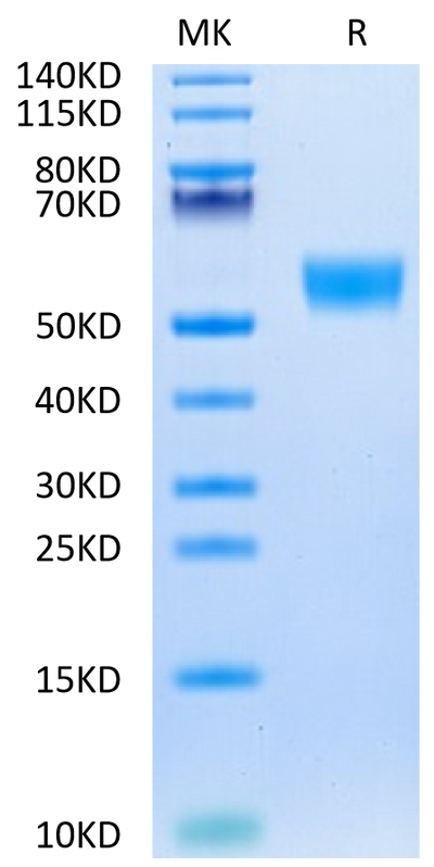 Biotinylated Mouse CD5 on Tris-Bis PAGE under reduced condition. The purity is greater than 95%.