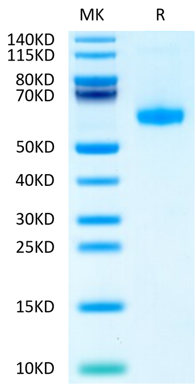 Biotinylated Human CD27 Ligand (Trimer) on Tris-Bis PAGE under reduced condition. The purity is greater than 95%.