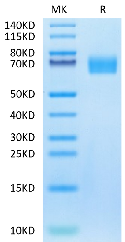 Biotinylated Human EGFRVIII on Tris-Bis PAGE under reduced condition. The purity is greater than 95%.
