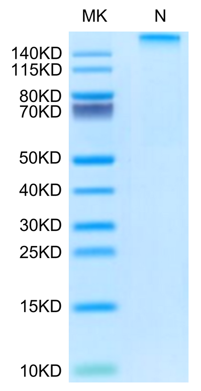 Rhesus macaque HLA-G&B2M&Peptide (RIIPRHLQL) Tetramer on Tris-Bis PAGE under Non reducing (N) condition. The purity is greater than 95%.