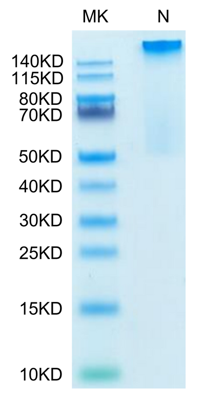 Human HLA-G&B2M&Peptide (RIIPRHLQL) Tetramer on Tris-Bis PAGE under Non reducing (N) condition. The purity is greater than 95%.