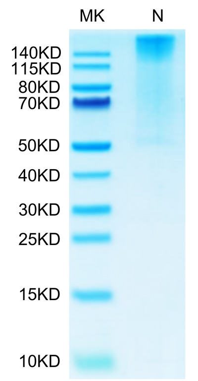 Biotinylated Human HLA-G&B2M&Peptide (RIIPRHLQL) Tetramer on Tris-Bis PAGE under Non reducing (N) condition. The purity is greater than 95%.