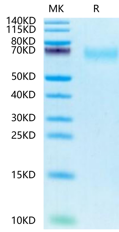 Biotinylated Human CEACAM-8 on Tris-Bis PAGE under reduced condition. The purity is greater than 95%.