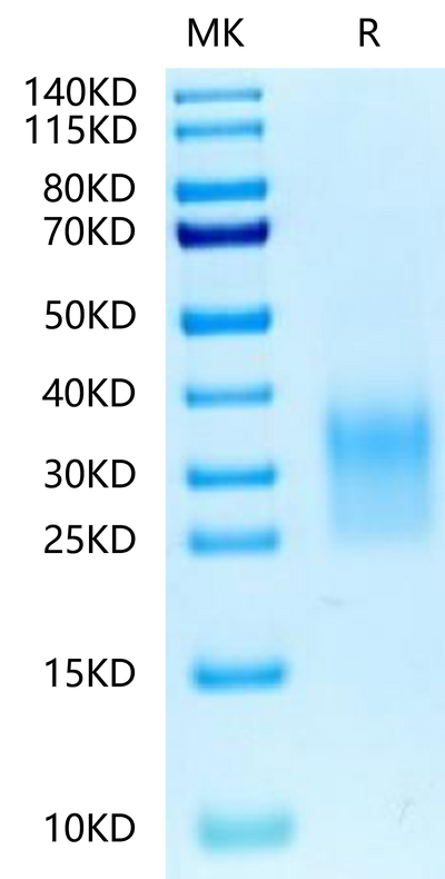 Biotinylated Human CD24 on Tris-Bis PAGE under reduced condition. The purity is greater than 95%.