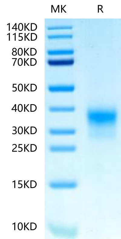 Biotinylated Human Her2 Domain 4 on Tris-Bis PAGE under reduced condition. The purity is greater than 95%.