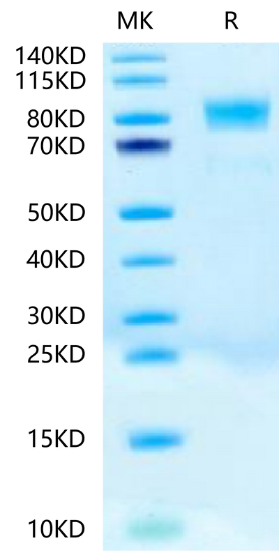 Biotinylated Human CD117 on Tris-Bis PAGE under reduced condition. The purity is greater than 95%.