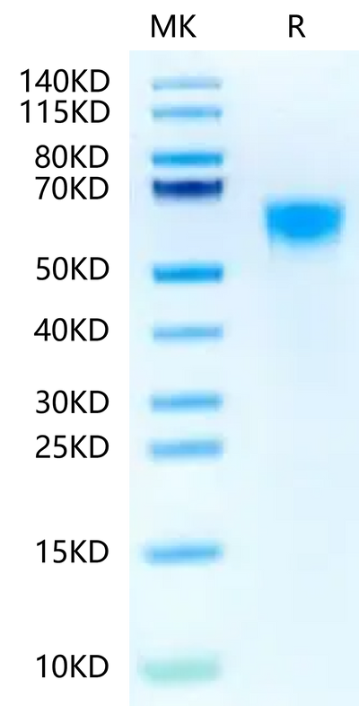 Biotinylated Human IL-3 R alpha on Tris-Bis PAGE under reduced condition. The purity is greater than 95%.
