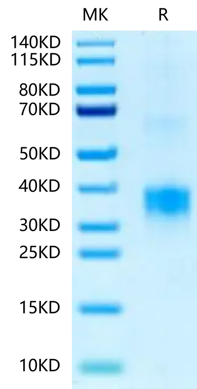 Biotinylated Human BDCA-2 on Tris-Bis PAGE under reduced condition. The purity is greater than 95%.