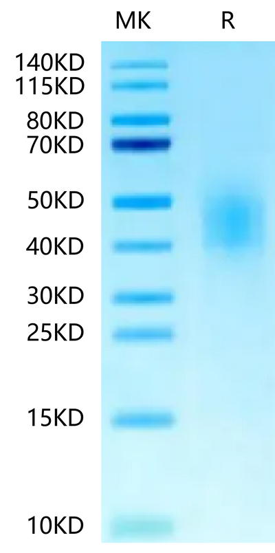 Biotinylated Human CD300A on Tris-Bis PAGE under reduced condition. The purity is greater than 95%.