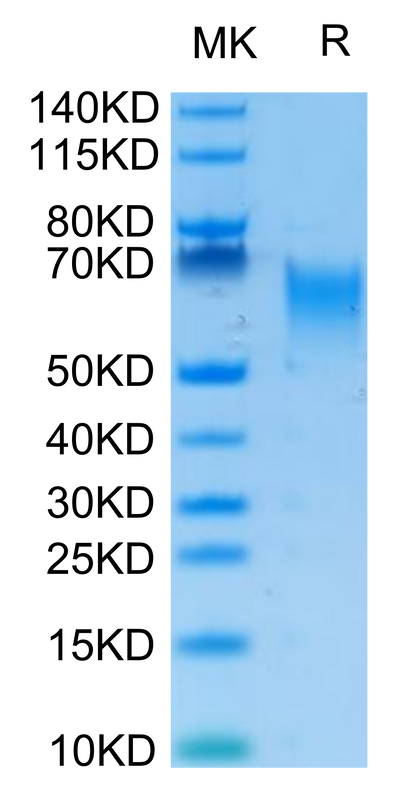 Biotinylated Human B7-H2 on Tris-Bis PAGE under reduced condition. The purity is greater than 95%.
