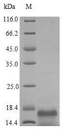 Recombinant Human Macrophage Colony-Stimulating Factor 1 Protein (CSF1), Active
