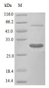 Recombinant Mouse Macrophage Colony-Stimulating Factor 1 Protein (CSF1), Active