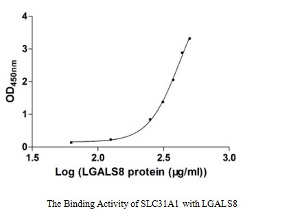 Activity Measured by its binding ability in a functional ELISA. Immobilized SLC31A1 at 5 μg/ml can bind human LGALS8, the EC 50 of human LGALS8 is 373.90-524.30 μg/ml.