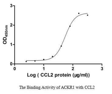 Activity Measured by its binding ability in a functional ELISA. Immobilized ACKR1 at 1 μg/ml can bind human CCL2, the EC 50 of human CCL2 protein is 48.64-60.24 μg/ml.