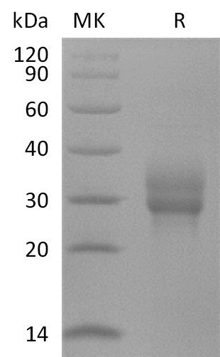 BL-2523NP: Greater than 95% as determined by reducing SDS-PAGE. (QC verified)