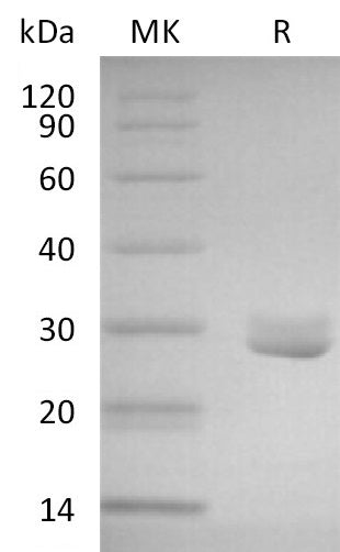 BL-2827NP: Greater than 95% as determined by reducing SDS-PAGE. (QC verified)