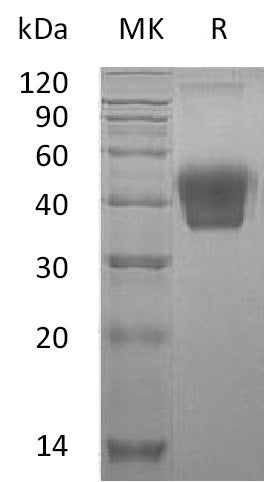 BL-2876NP: Greater than 95% as determined by reducing SDS-PAGE. (QC verified)