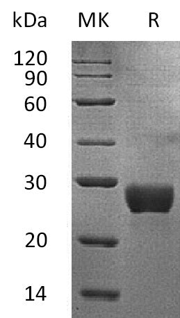 BL-1011NP: Greater than 95% as determined by reducing SDS-PAGE. (QC verified)