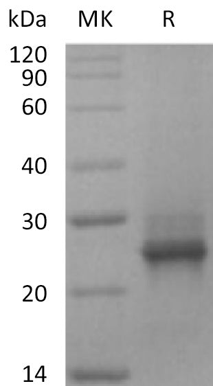 BL-2263NP: Greater than 95% as determined by reducing SDS-PAGE. (QC verified)
