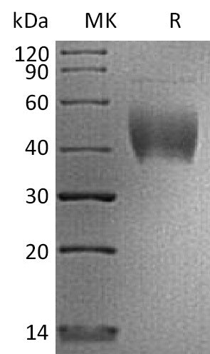 BL-2398NP: Greater than 95% as determined by reducing SDS-PAGE. (QC verified)
