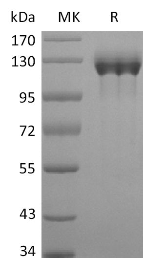 BL-2292NP: Greater than 95% as determined by reducing SDS-PAGE. (QC verified)