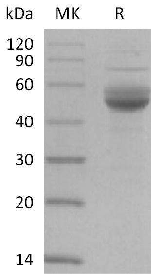 BL-2197NP: Greater than 95% as determined by reducing SDS-PAGE. (QC verified)