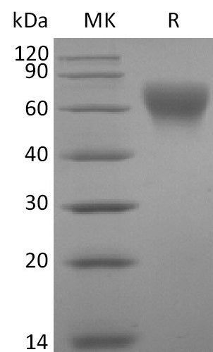 BL-2735NP: Greater than 95% as determined by reducing SDS-PAGE. (QC verified)