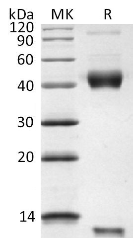 BL-2824NP: Greater than 95% as determined by reducing SDS-PAGE. (QC verified)
