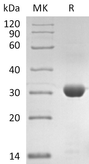 BL-2864NP: Greater than 95% as determined by reducing SDS-PAGE. (QC verified)