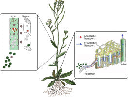 Arabidopsis Plant as a Model Organism for Plant Research