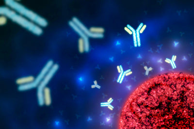 Antibody vs Antigen vs Epitope vs Hapten vs Immunogen — A Clear Breakdown