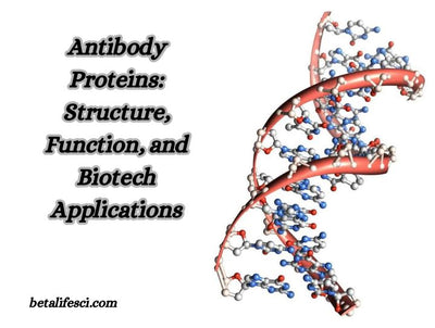 Structure, Function, and Uses of Antibody Protein
