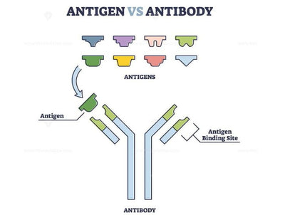 antibody vs antigen