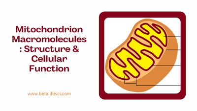 Mitochondrion Macromolecules: Structure & Cellular Function