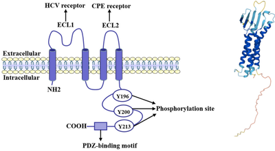 CLDN6 as a Target for Monoclonal Antibody Therapy of Ovarian and Endometrial Cancer