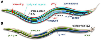 Caenorhabditis elegans: Model Organism in Genetics & Medicine
