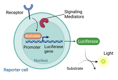 Cell Based Assays: Full Guide to Methods, Development & Real‑World Examples