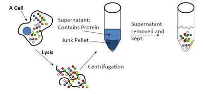 Cellular lysates have become a cornerstone in modern biological research, offering scientists direct access to the inner workings of cells.