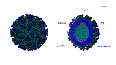 Chikungunya