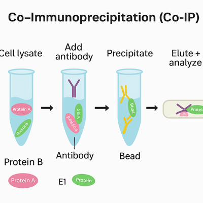 Co-Immunoprecipitation (Co-IP): Uncovering Protein Collaborations within the Cell