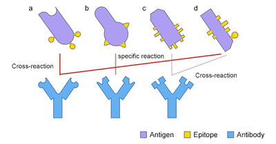 Cross Reactivity in Immunology: Definition, Risks & Benefits