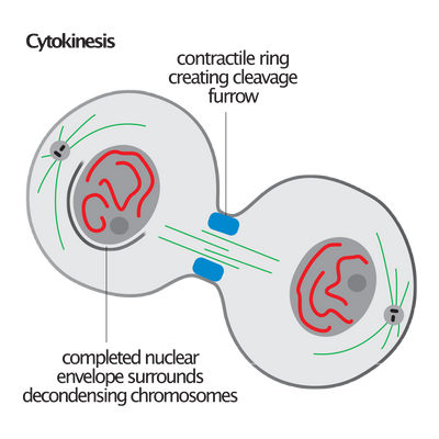 The Crucial Role of Cytokines in Biomedical Research and Drug Development